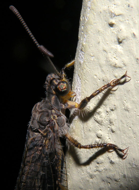 Distoleon tetragrammicus ?